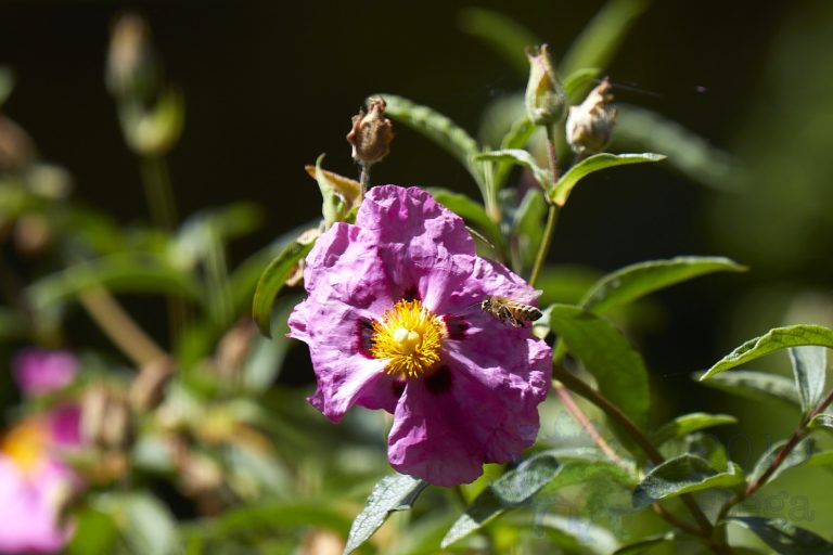 Bee