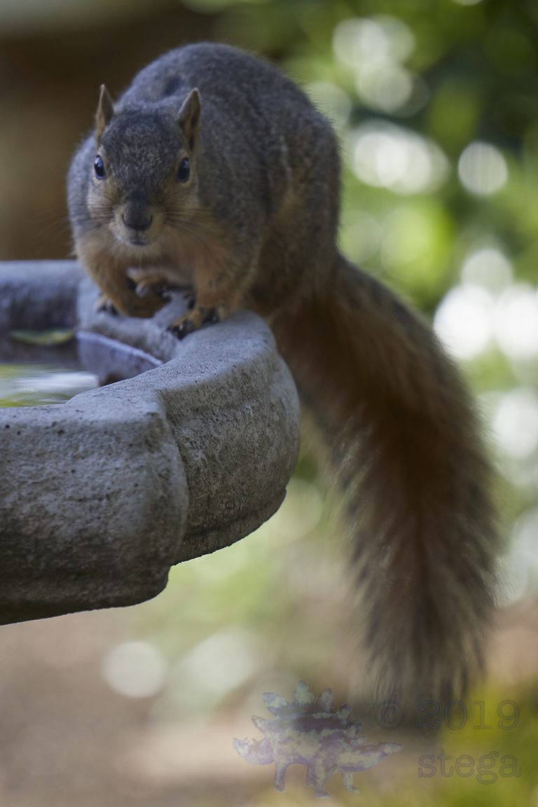 Fox Squirrel