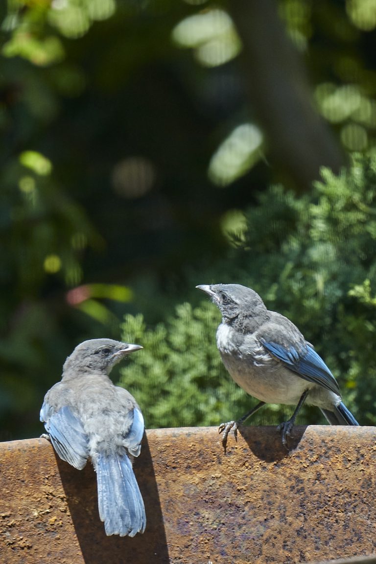 California Scrub Jay Week (16/36)