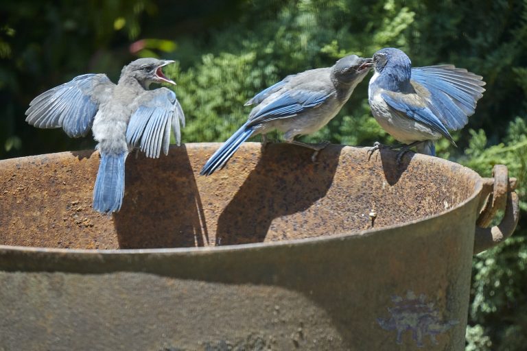 California Scrub Jay Family