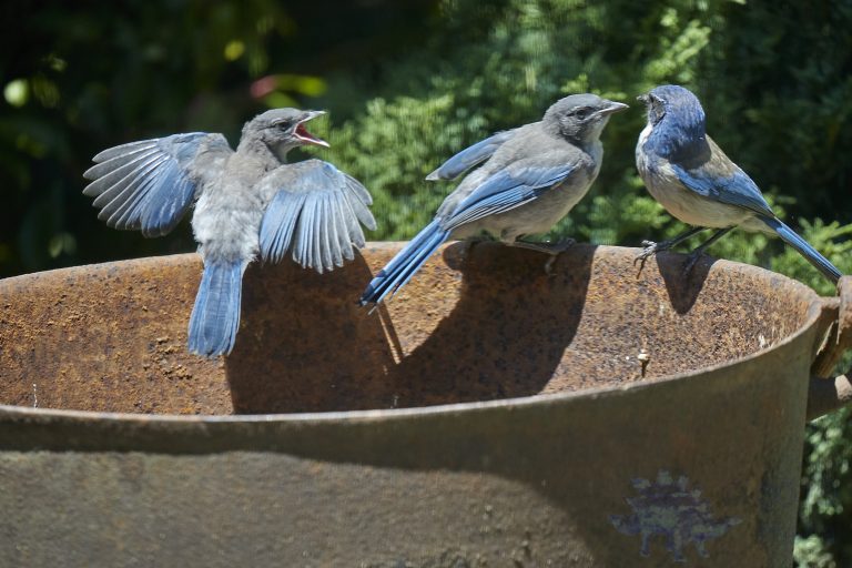 California Scrub Jays