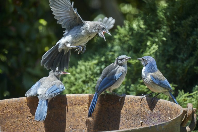 California Scrub Jay Family