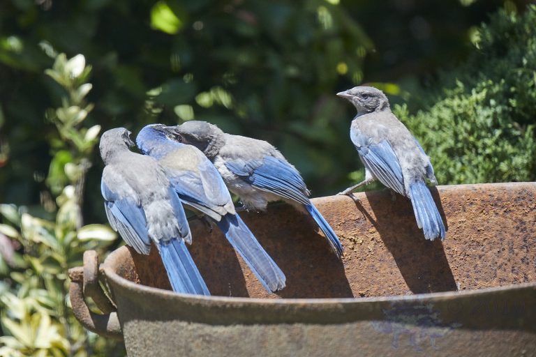 California Scrub Jay Week (17/36)