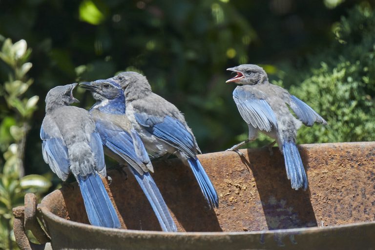California Scrub Jay Family