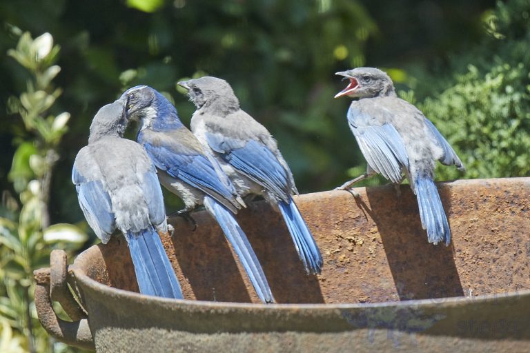 California Scrub Jay Family