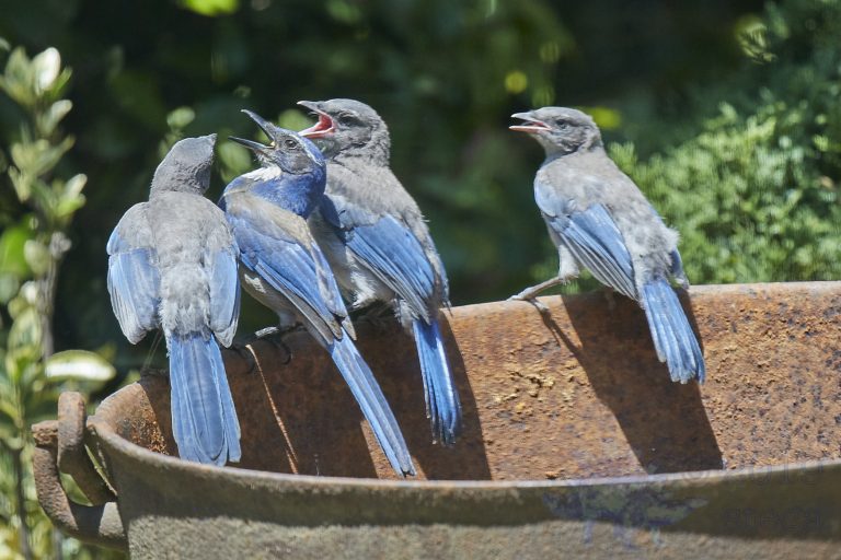California Scrub Jay
