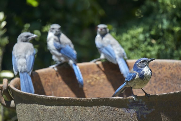 California Scrub Jay Week (18/36)
