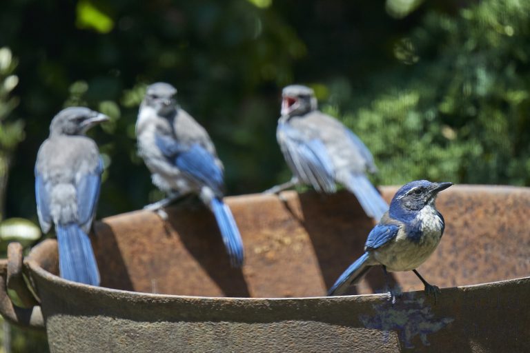California Scrub Jay with angry children