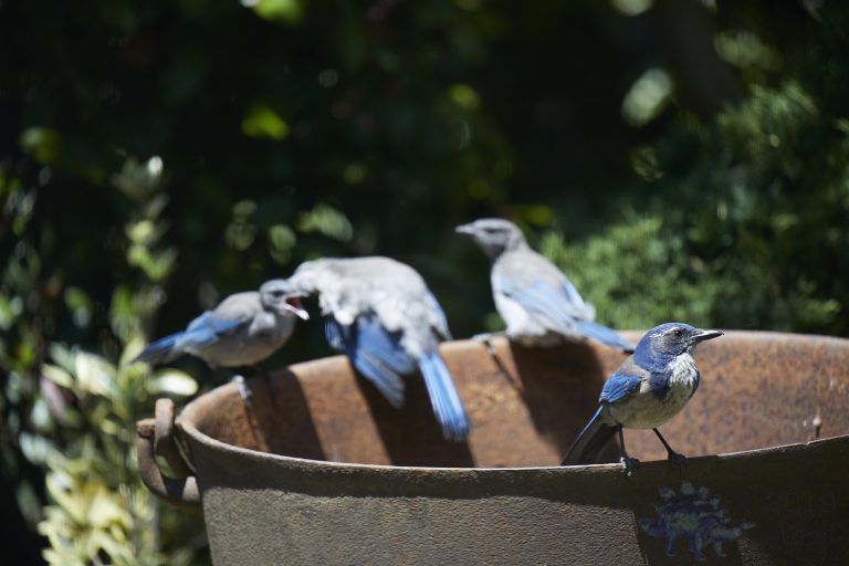 California Scrub Jay Family