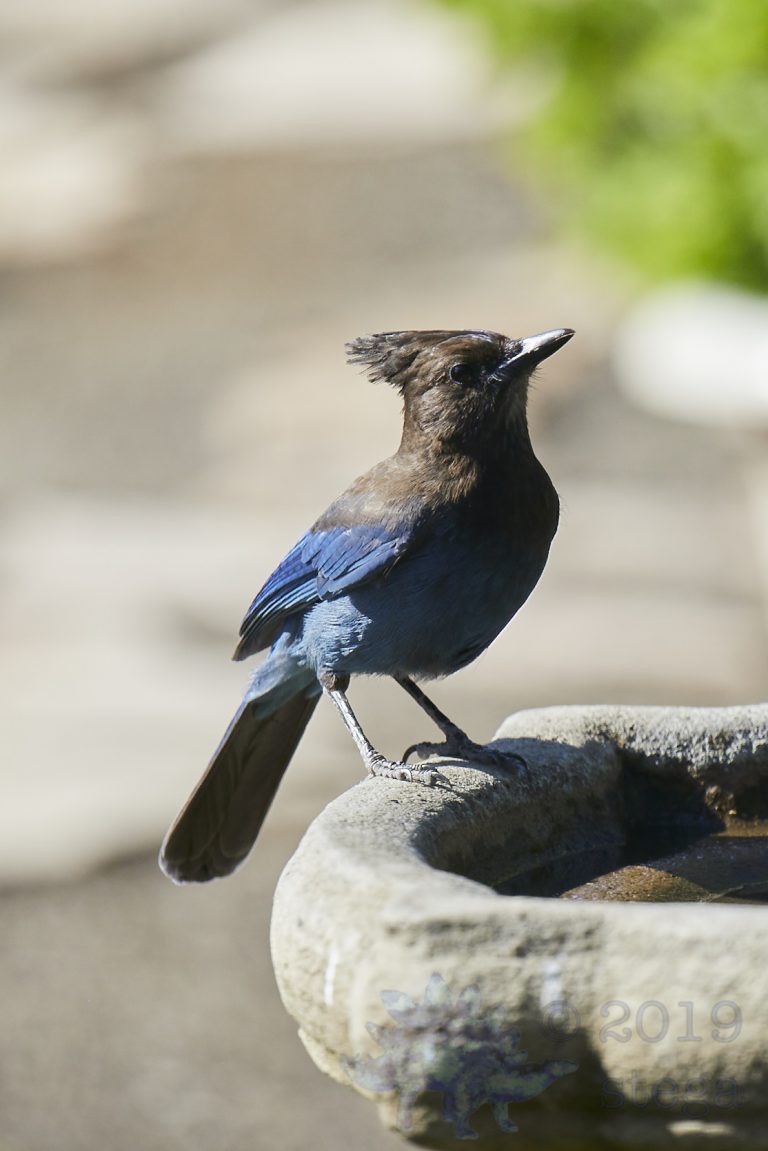 Steller’s Jay