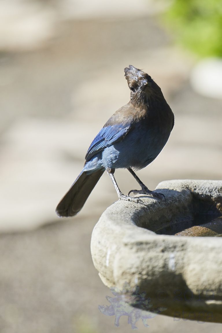 Steller’s Jay