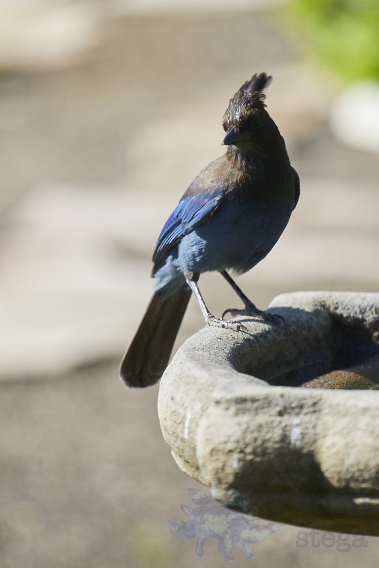 Steller’s Jay