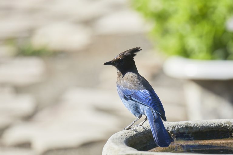 Steller’s Jay