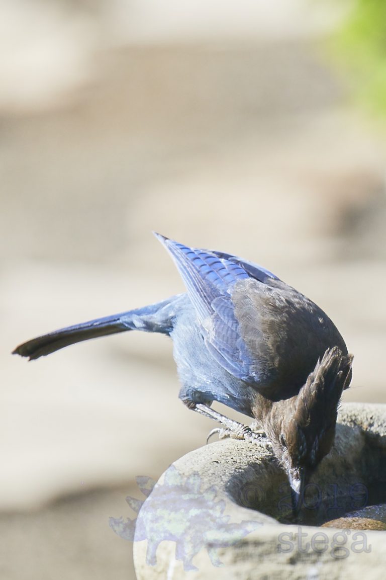 Steller’s Jay