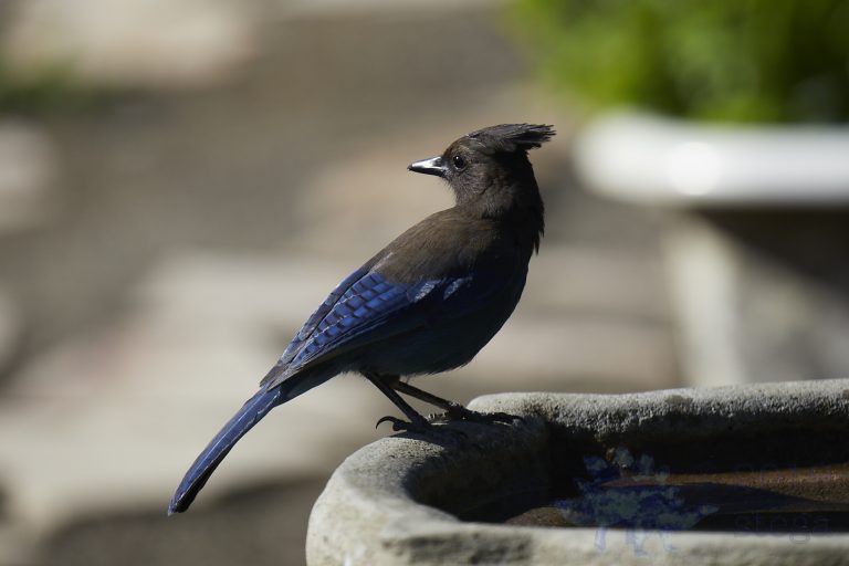Steller’s Jay