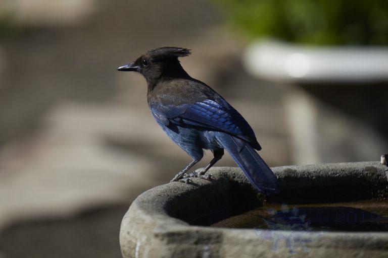 Steller’s Jay