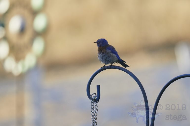Western Bluebird