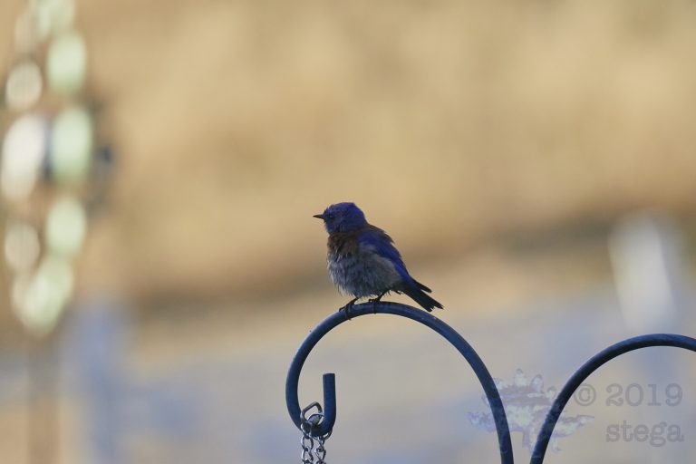 Western Bluebird