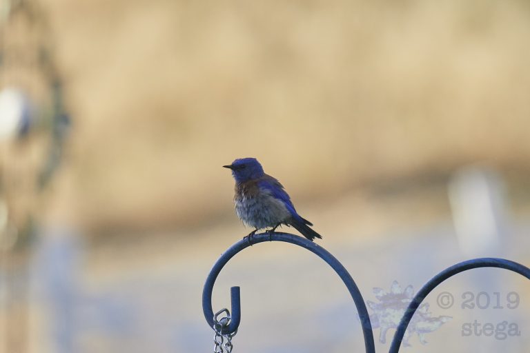 Western Bluebird