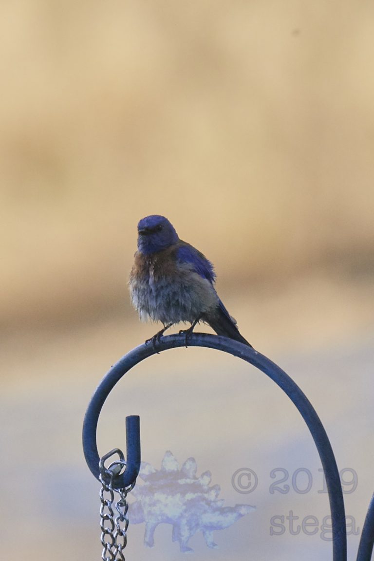 Western Bluebird