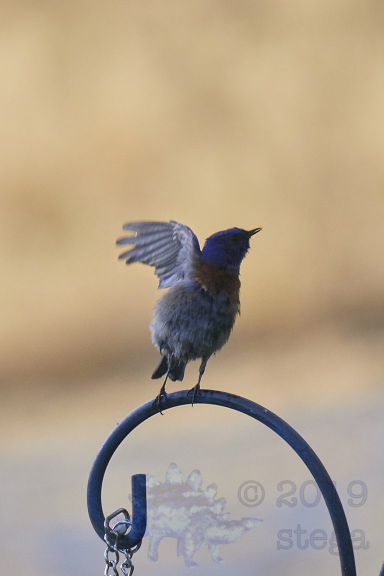 Western Bluebird