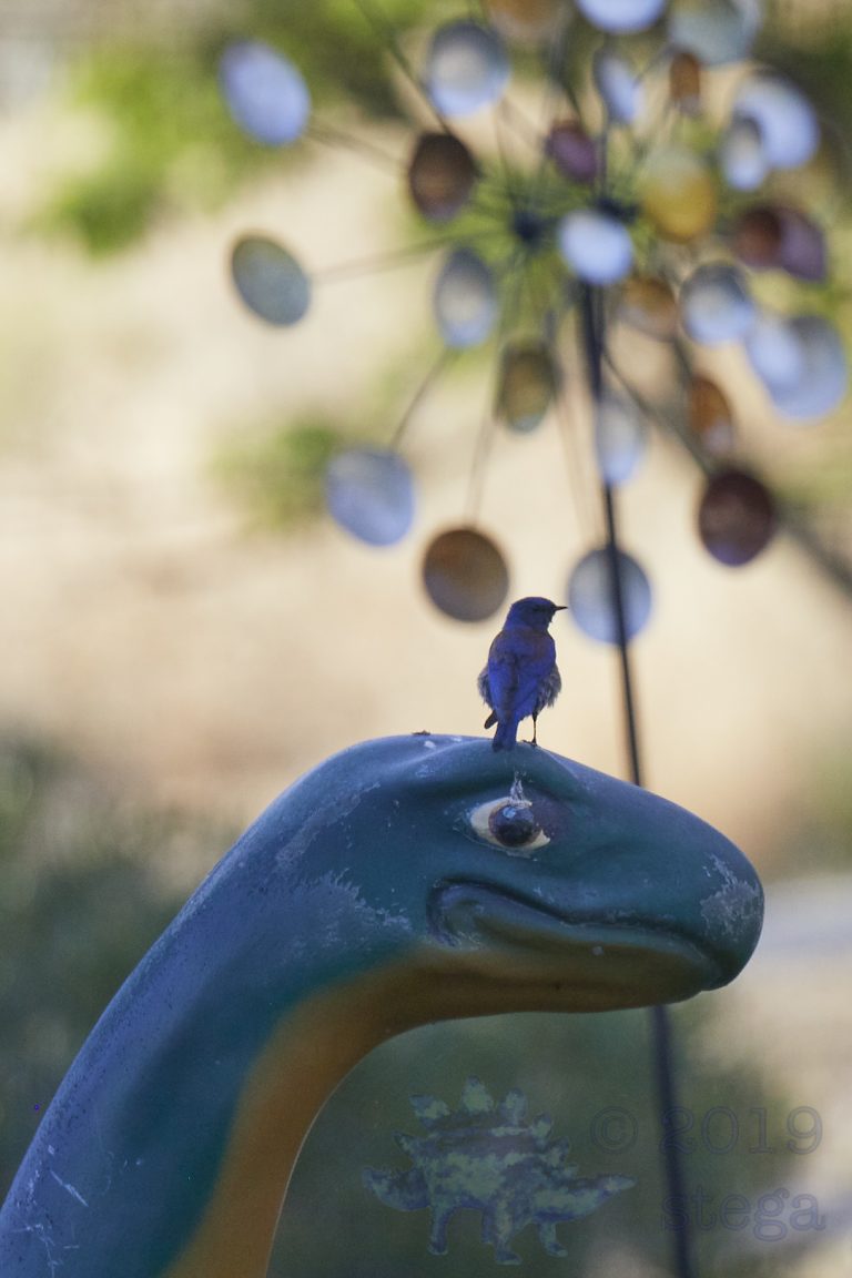 Western Bluebird