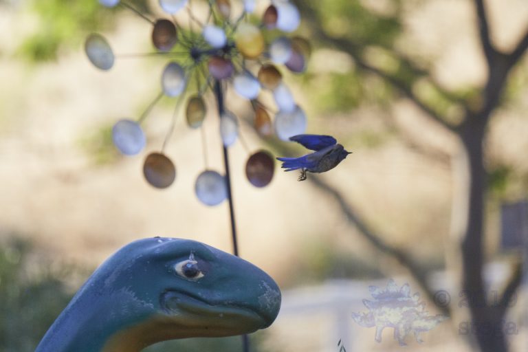 Dinosaur with Western Bluebird