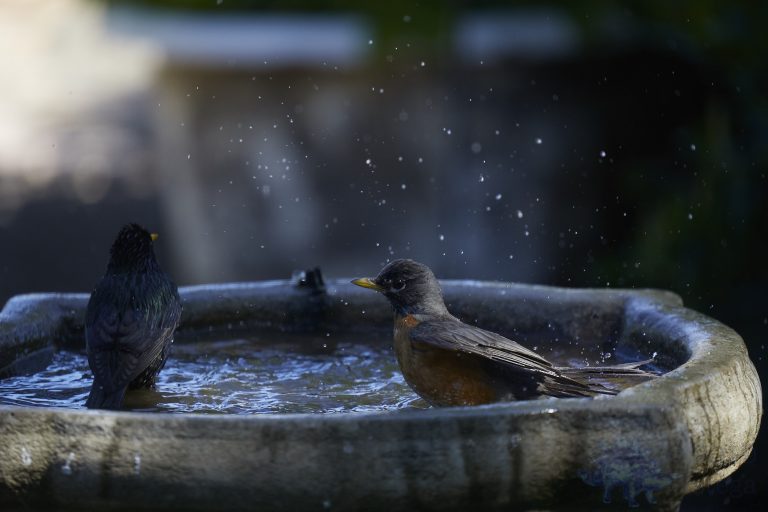American Robin with European Starling