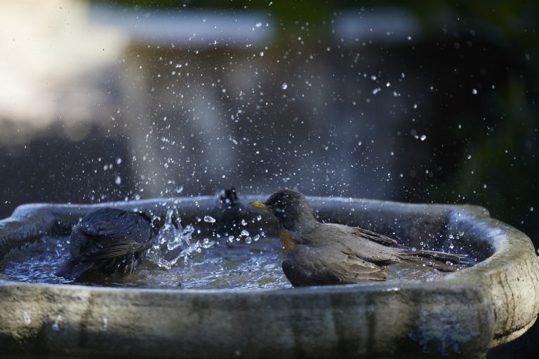 American Robin
