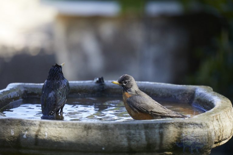 American Robin