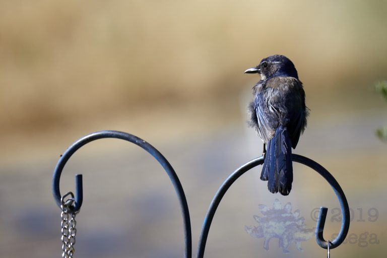 California Scrub Jay