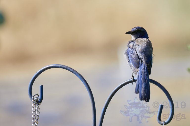 California Scrub Jay