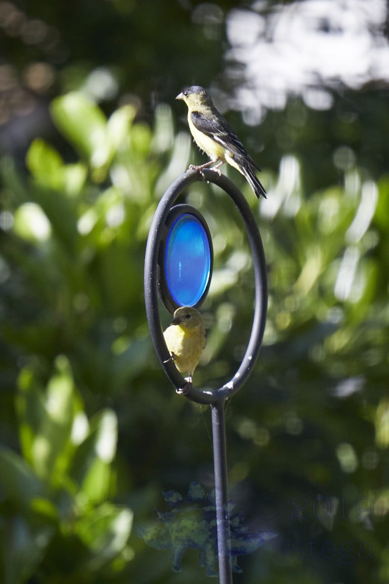 Goldfinches