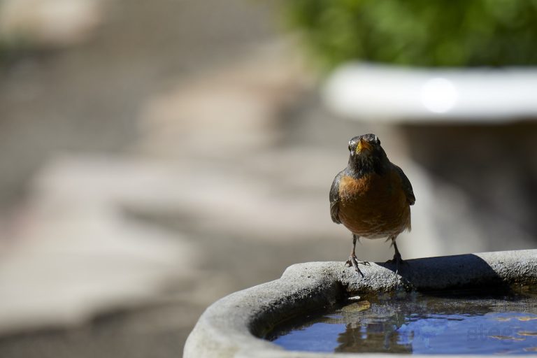 American Robin