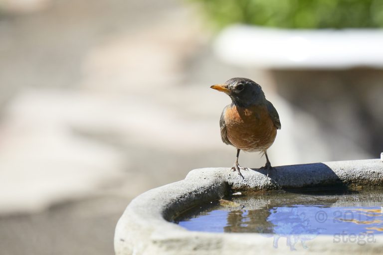 American Robin
