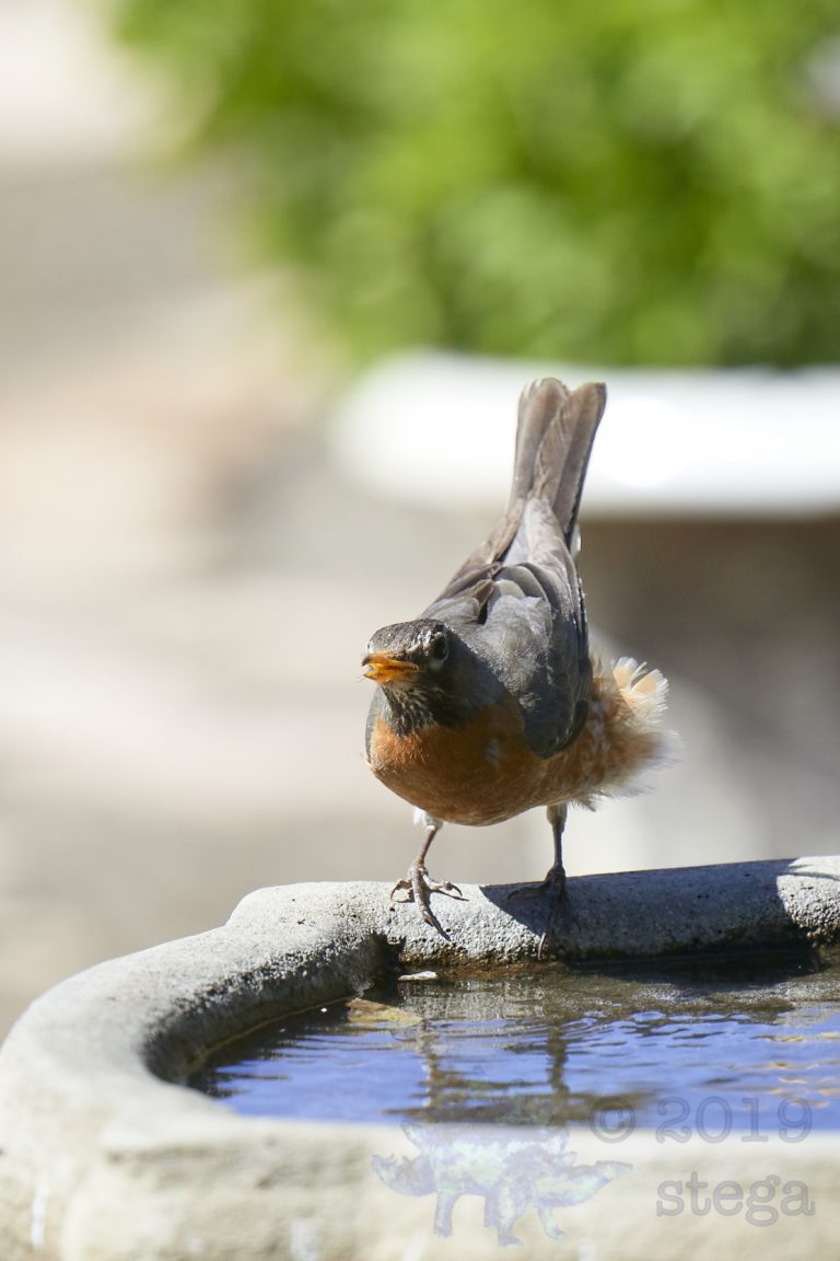 American Robin