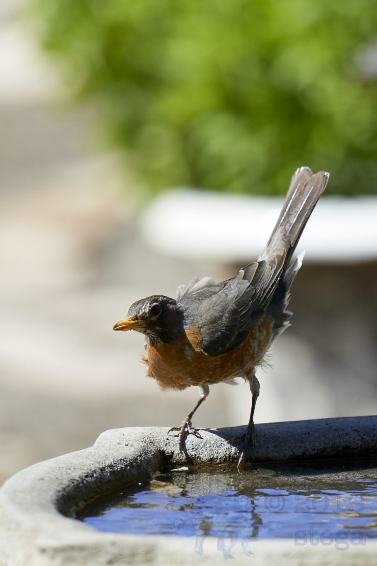 American Robin