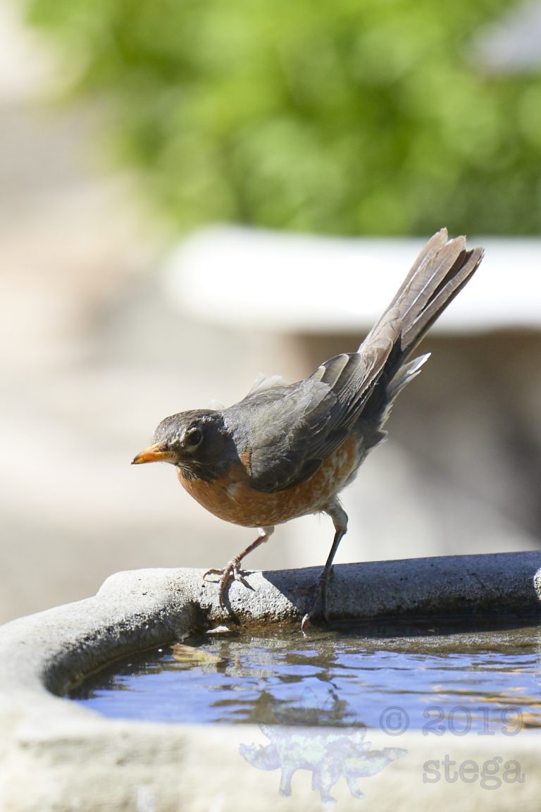 American Robin