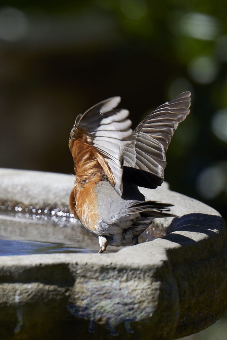 American Robin