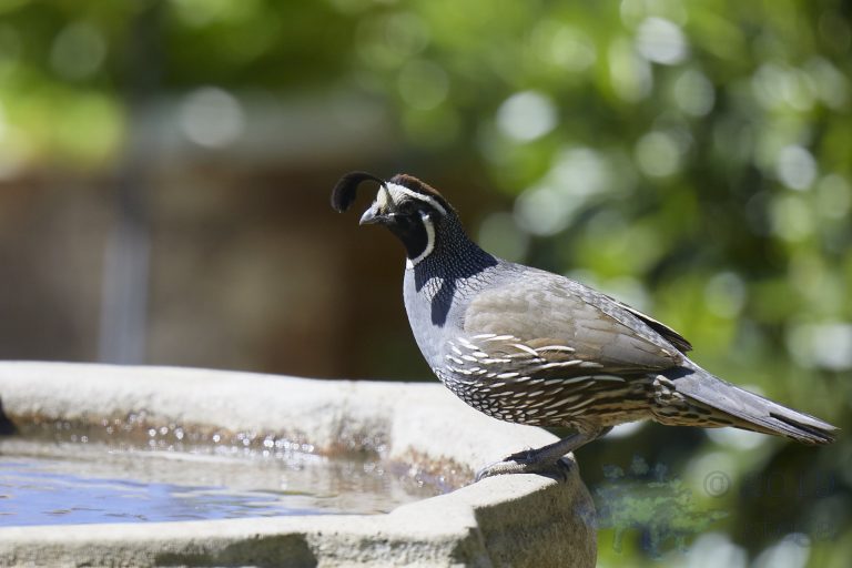 California Quail