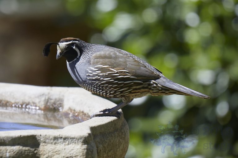 California Quail