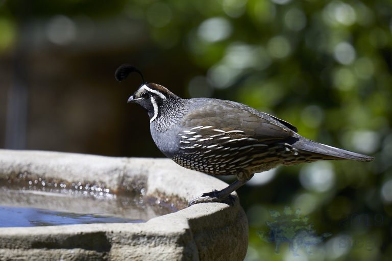 California Quail