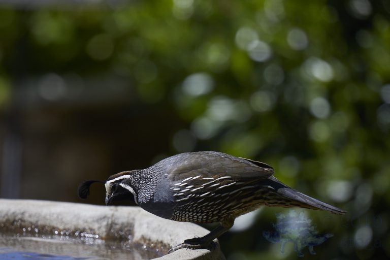 California Quail