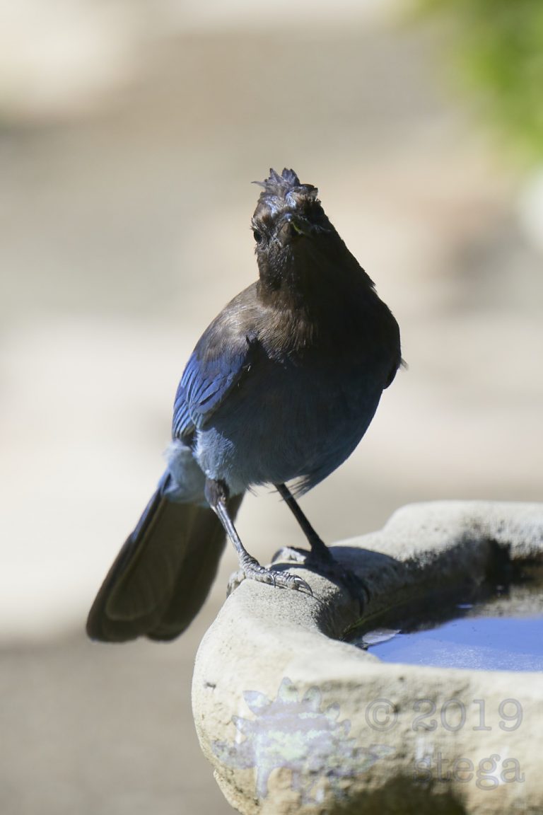 Steller’s Jay