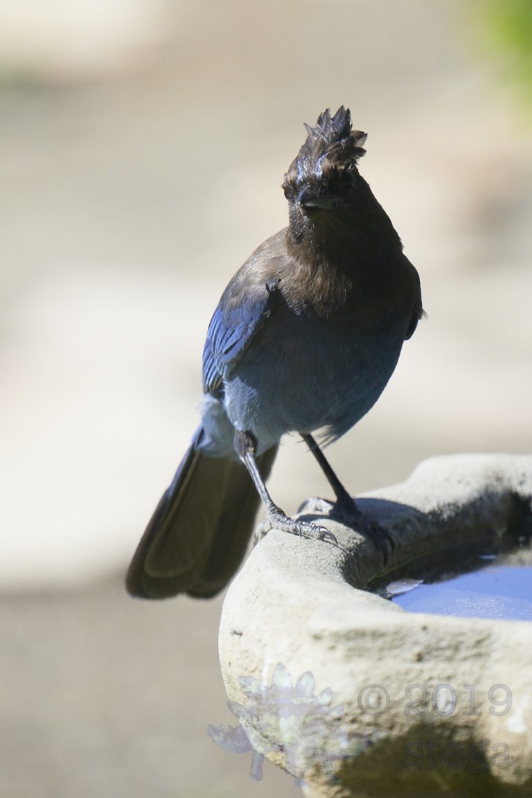 Steller’s Jay