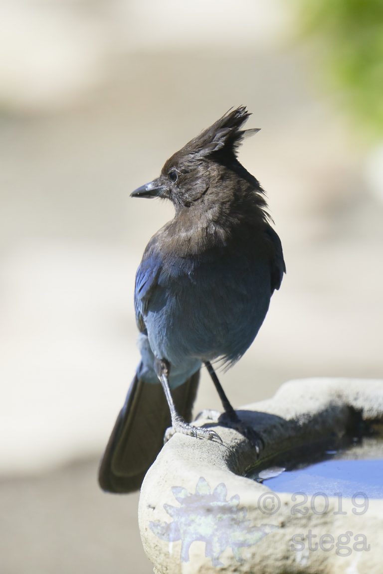 Steller’s Jay