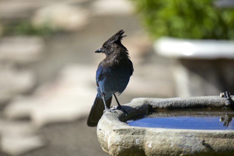 Steller’s Jay