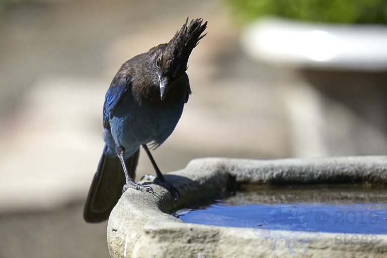 Steller’s Jay