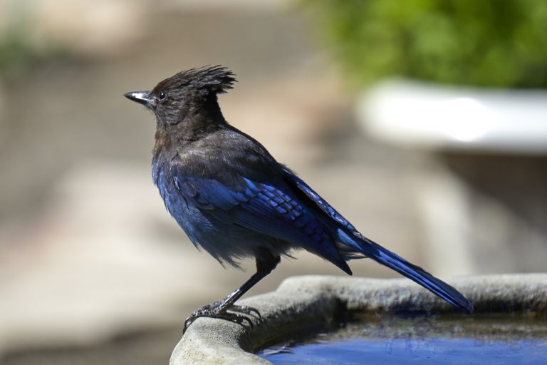 Steller’s Jay