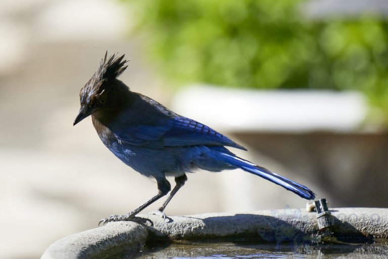 Steller’s Jay